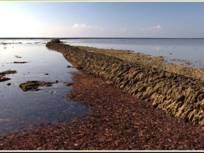 La asociación de mariscadores Jarife de Chipiona invitada a una cumbre internacional de corrales marinos en Japón