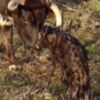 Las cámaras de "Con Torería" logran grabar el nacimiento de un toro bravo 
