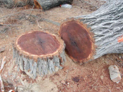 Un tronco de árbol caído en el suelo, con una sección circular cortada que revela la madera oscura y rojiza. Alrededor, hay ramas secas y un trozo de plástico en el fondo.