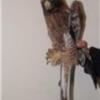 CANS recupera una tortuga boba y un águila calzada
