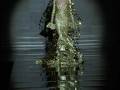 Una modelo con un vestido dorado brillante y plumas en la espalda camina por una pasarela de moda.