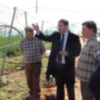 El alcalde y el delegado de Agricultura visitan los invernaderos afectados por el temporal(Chipiona)