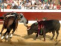 Un toro negro con adornos coloridos enfrenta a un caballo en una plaza de toros. La audiencia observa desde la grada superior, mientras el toro empuja al caballo.