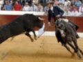Jinete en traje de luces y caballo blanco evitando el ataque de un toro en una corrida de toros.