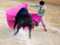 Un torero con un chaleco de color azul y una capa dorada lucha contra un toro negro en la arena de la plaza de toros. El torero sostiene una muleta rosa y se encuentra en el aire, mientras el toro lucha por huir. La escena está iluminada por la luz del día, con el suelo de arena y líneas blancas marcando las áreas de juego.