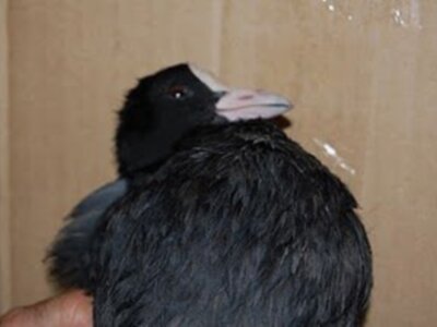 Un ave con plumaje negro y una cabeza negra con un pico blanco.