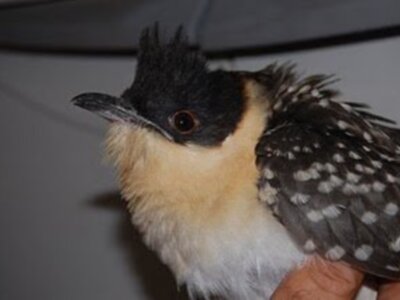 Recuperan especies en zonas de Chipiona 