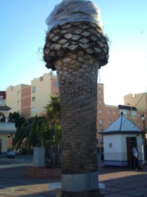 El picudo rojo o curculionido   sigue de huésped  en Chipiona