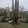 El cactus más anciano de Sevilla y posiblemente de Europa.