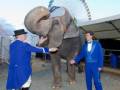Dos personas en trajes de circo se encuentran con un elefante en una feria. En el fondo, se puede ver una gran rueda de ferris y un toldo de circo.