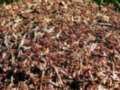 Colonia de hormigas en una montaña de tierra y hojas, mostrando actividad y estructura.