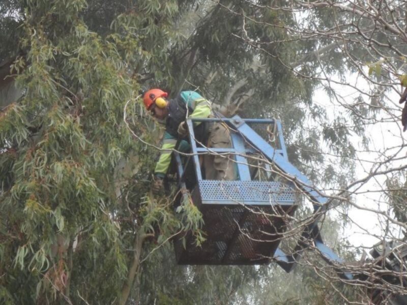 El plan de poda municipal acomete su fase más compleja con los eucaliptos de la Avenida de Jerez(Chipiona)