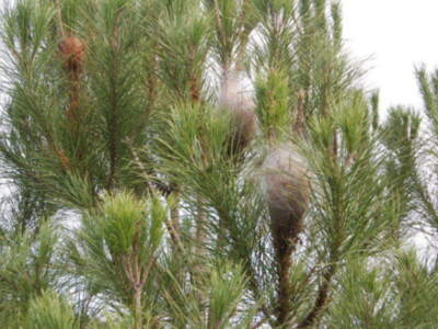 EL PINAR DE CHIPIONA ABANDONADO