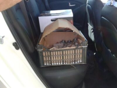 Recuperados cinco cernícalos de una palmera que se iba a ser retirada(Chipiona) 