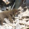 Cruz Roja de Chile elige y aprueba el Metodo Arcon como el sistema oficial de formacion e intervencion para equipos caninos de busqueda