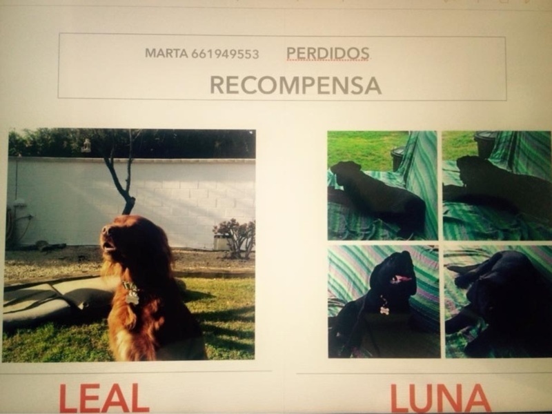 Perros perdidos: Leal y Luna. Identificados: Marta 661949553. Recompensa ofrecida.