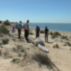 Eriphia agradece la implicación de los voluntarios en la jornada de eliminación de la flora invasora en el cordón dunar(Chipiona)