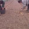 Abierto el plazo para solicitar subvención para jóvenes agricultores que quieran instalar su primera explotación.(Chipiona) 