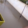 La parlamentaria  de Izquierda Unida, Inmaculada Nieto, acude a Chipiona para entrevistarse con varios vecinos afectados por inundaciones