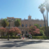El árbol de Júpiter florece durante el verano en Sevilla