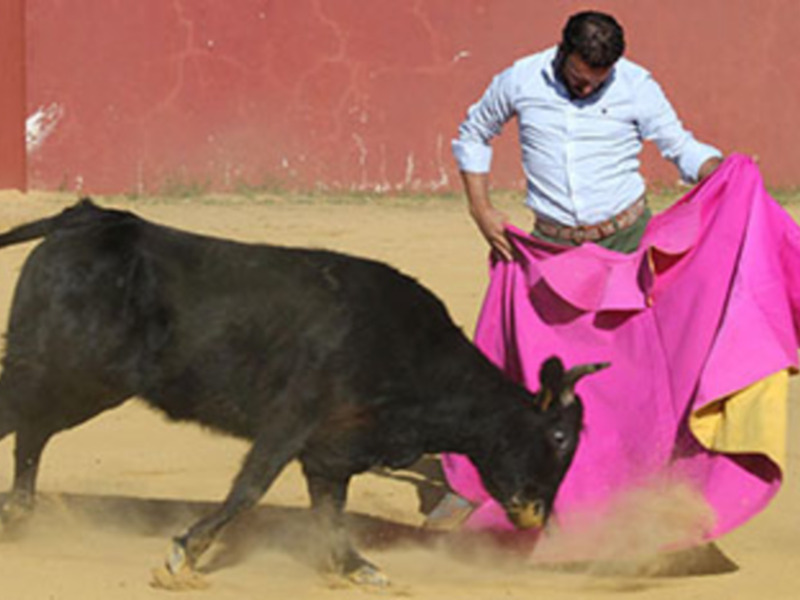 Tentadero de Ferrera en Hermanos Sampedro