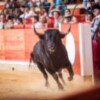 Desierto el "toro más bravo" y vuelta al ruedo para Román