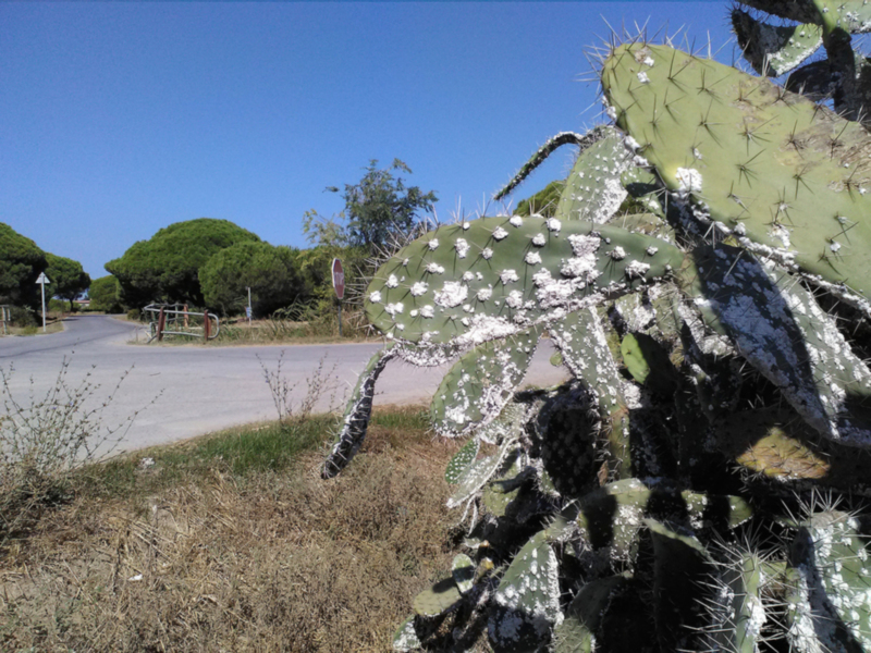 Chipiona preocupada por la plaga de la cochinilla del carmín