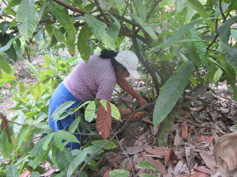 A una persona recolectando frutas de un árbol en un jardín o huerto. La persona está usando una gorra blanca y pantalones azules, y parece estar en el proceso de recoger frutas. El fondo es una vegetación densa con hojas verdes y ramas.