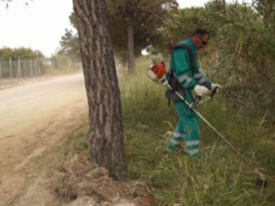 Medio Ambiente procede a limpiar y desbrozar el pinar de cara a la celebración de la Romería