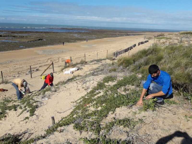 16 voluntarios eliminaron 3.000 kilos de uña de león en las décimas jornadas de erradicación de flora invasora del cordón dunar que organiza Eriphia