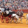 Resultados XXXIV Exhibición Enganches de la Feria de Sevilla