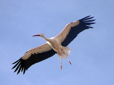 Por San Blas, las cigüeñas verás” (3 de febrero de 2020).