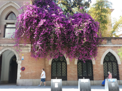 La Bouganvilla, una explosión de color.