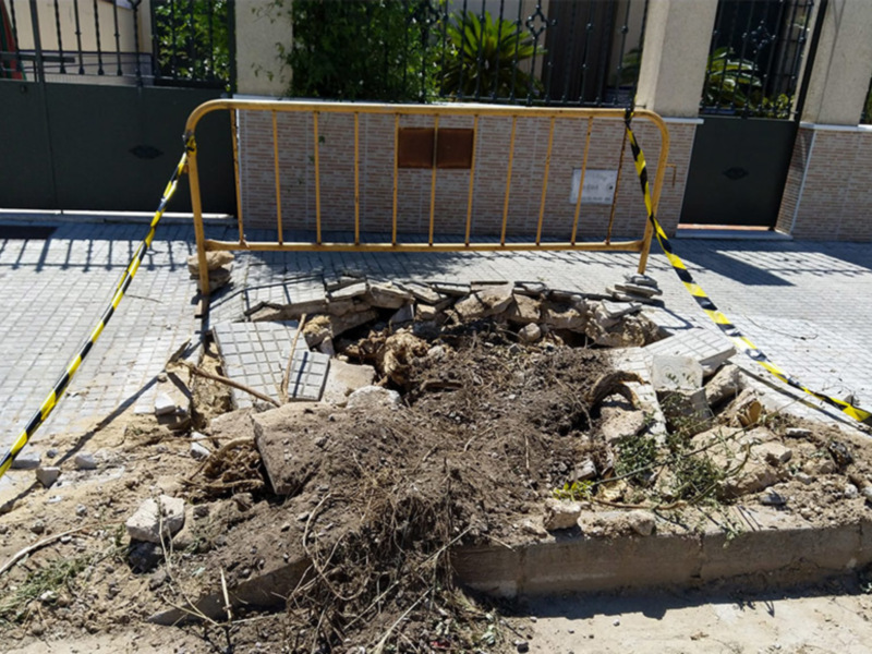 Parques y Jardines retira 16 árboles en mal estado en la avenida del Esturión y anuncia la plantación de 40 