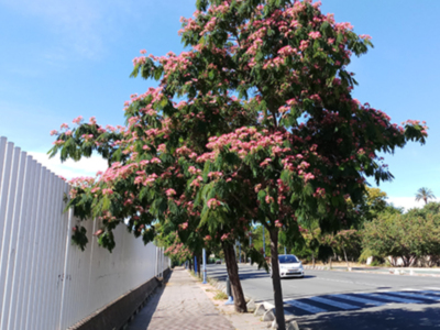 Florecen las Acacias de Constantinopla en Sevilla.