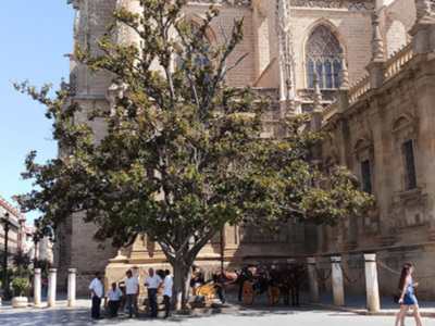 Sevilla y la nueva normalidad