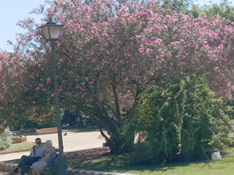 Árbol en flor con personas sentadas en un banco bajo su sombra en un parque soleado.