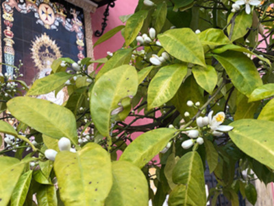 En pocos días la fragancia del azahar  inundará las calles y plazas de Sevilla a la espera de la Semana Santa.