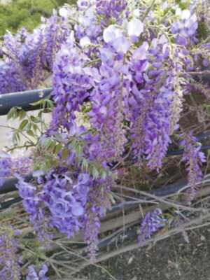 La Glicinia de China el color de la Semana Santa.