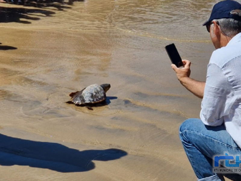 SOS CARETTA, el proyecto de rescate de tortugas marinas por el sector pesquero eligió la playa de Chipiona para devolver 6 al mar