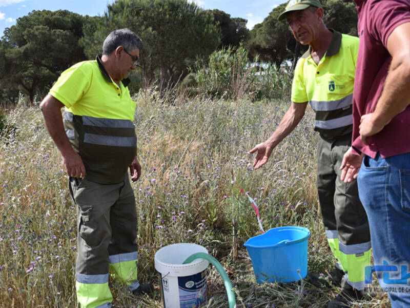 Medio Ambiente inicia una serie de riegos en la repoblación realizada en el Pinar para que los nuevos ejemplares puedan aguantar este periodo de sequí
