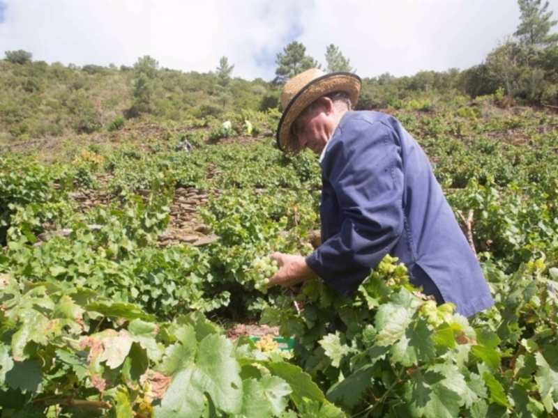 Trabajo agrícola, indispensable para la vida, en "Cabeza, corazón y manos"