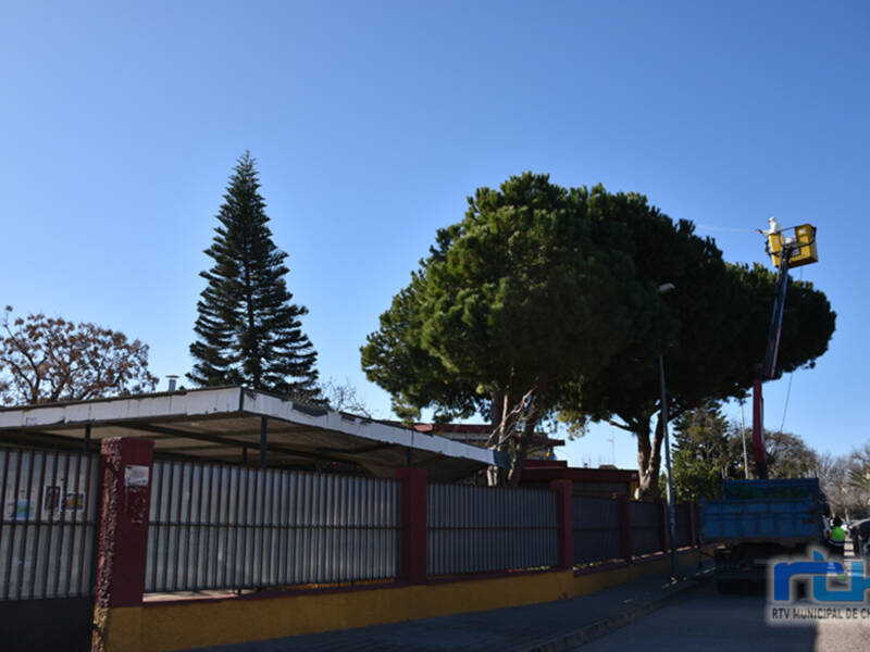 Actuaciones para combatir la procesionaria en los colegios Príncipe Felipe y Lapachar de Chipiona