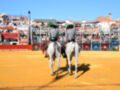Dos caballos blancos con jinetes en un campo de arena, rodeados por espectadores y decoración festiva.