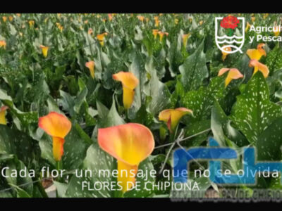 Agricultura vuelve a lanzar un vídeo para fomentar el consumo de flores de Chipiona por el Día de los Enamorados