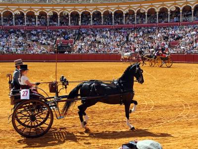 Ronda homenajeada en un desfile de elegancia y caballos que ilumina la Maestranza de Sevillana